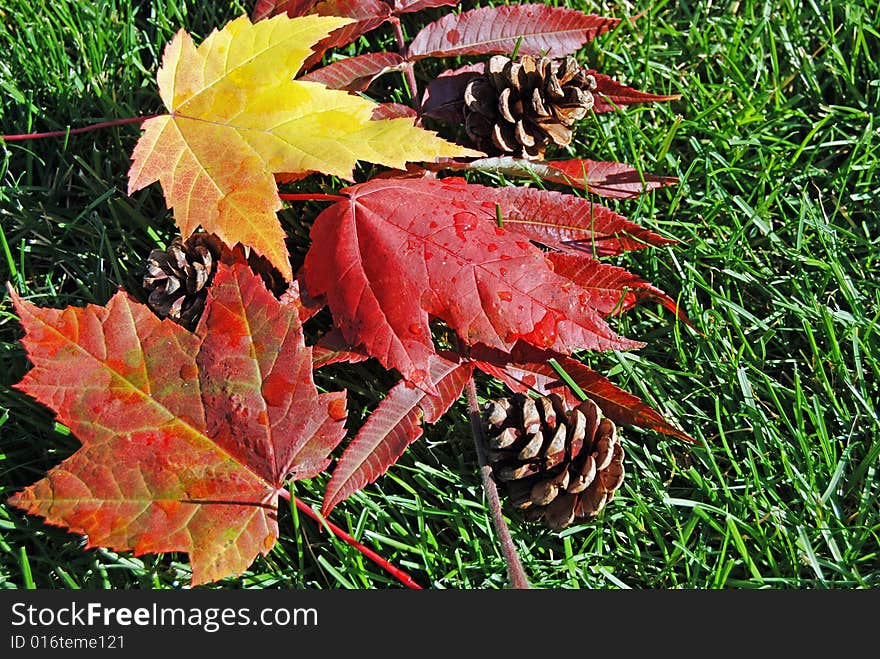 Bright maple leaves and pine cones on green grass. Bright maple leaves and pine cones on green grass.