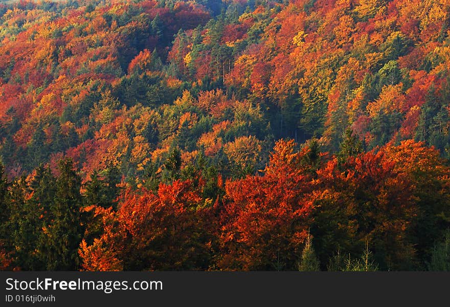 Autumn landscape