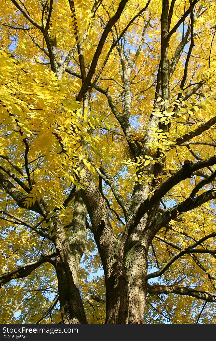 Colourful tree in late autumn.