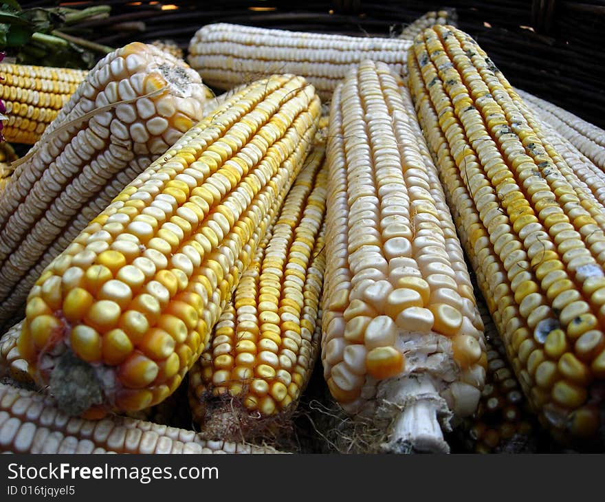 Yellow cobs of corn drying in the sun