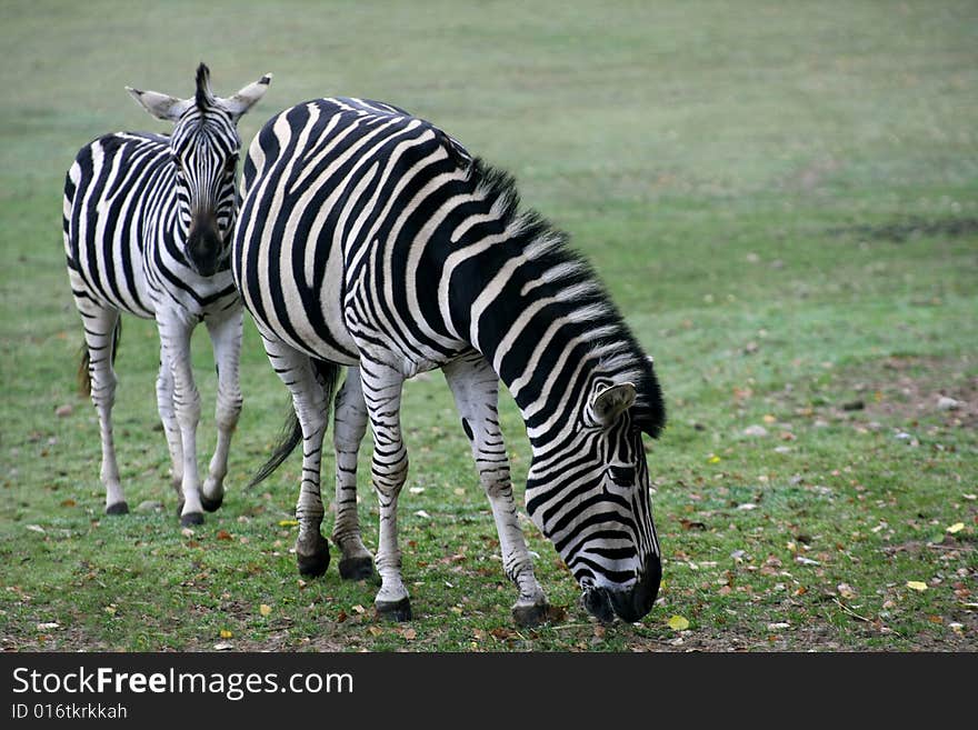 Young zebra walking follow his mother. Young zebra walking follow his mother