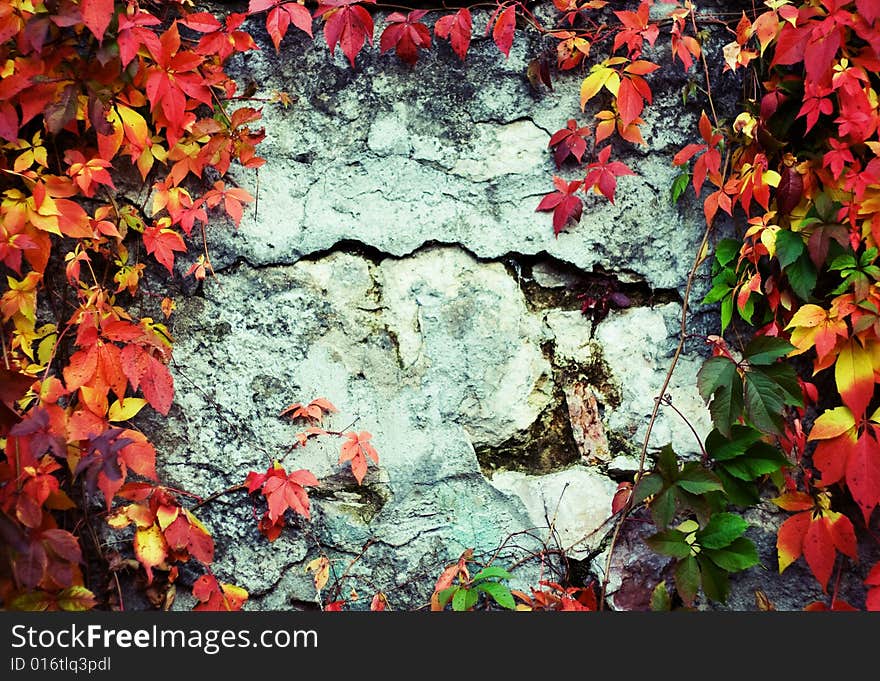 Vine branch on the wall. Autumn background.