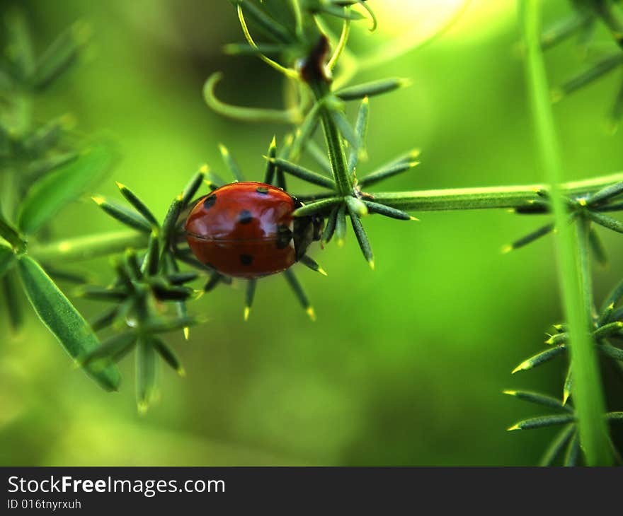 Ladybird on the branch