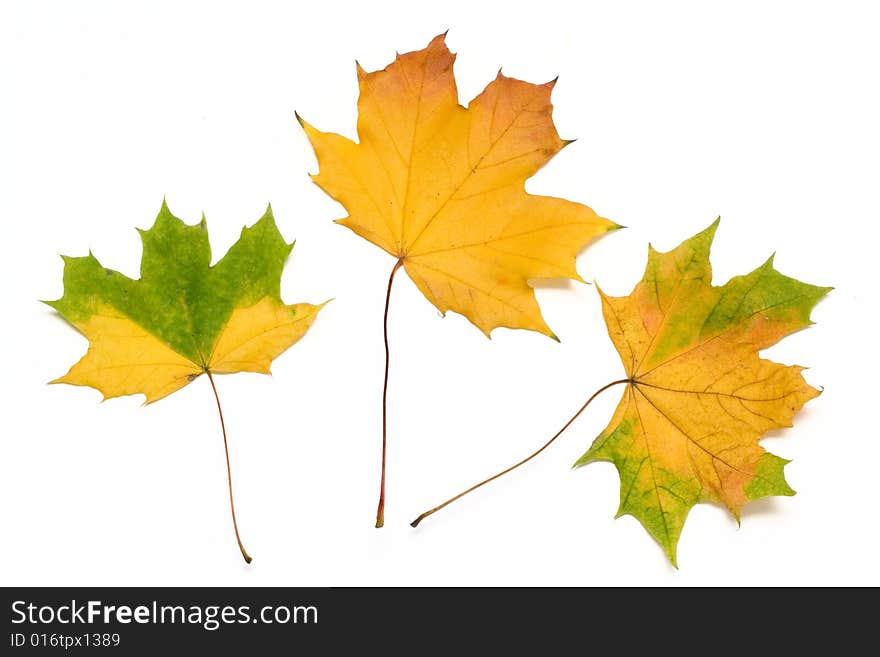 Three colorful autumn leaves isolated on white