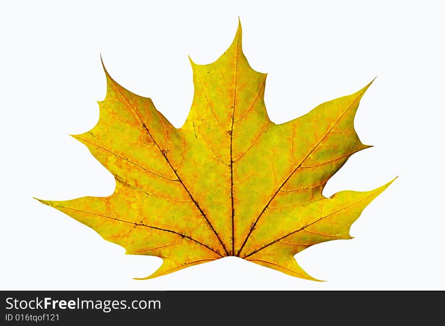 Autumn maple leaf on white...