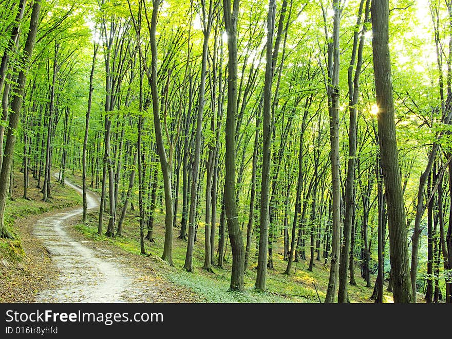 A rural road through a forest full of trees.