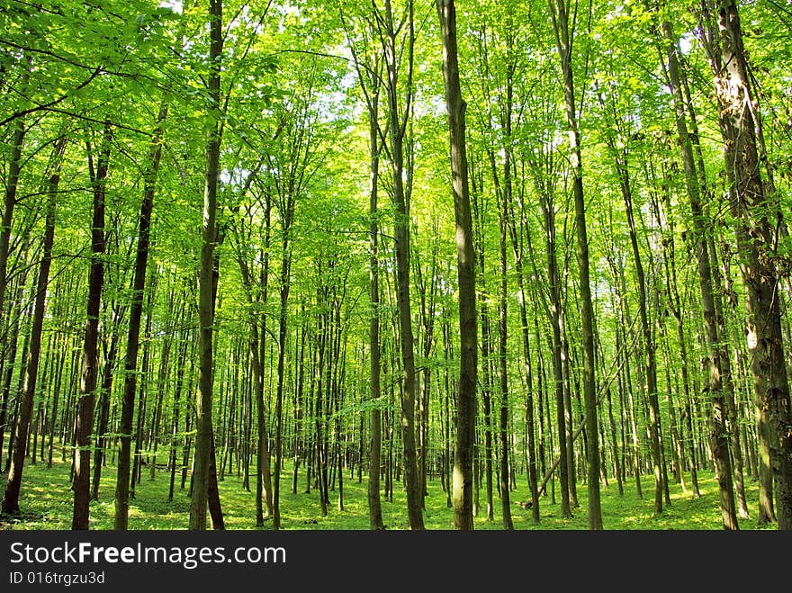 Sunlight in the green forest, spring time