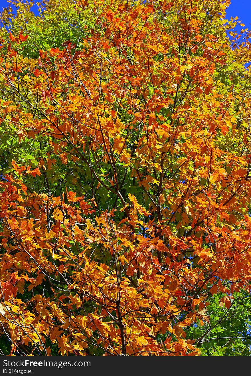 Tree in fall autumn on blue sky