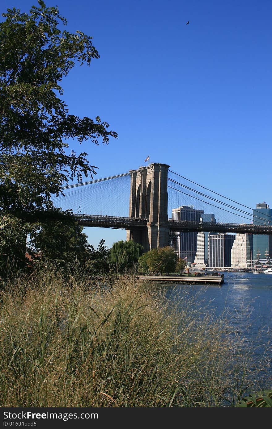 Foliage along the East River. Brooklyn Bridge and Lower Manhattan in the background.