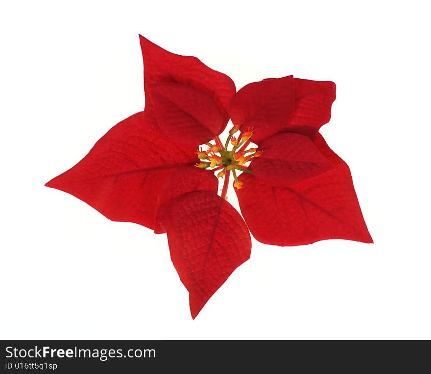 Poinsettia, photo on the white background