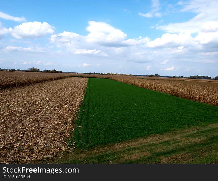 Agricultural field  of the corn and oil scop