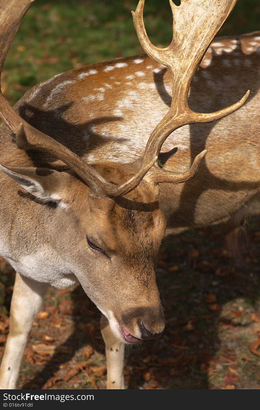 young male deer head close, in sunlight, vertical