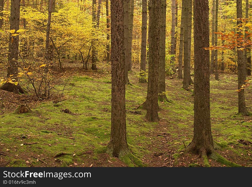 Autumn forest in Czech Republic like from fairy tale