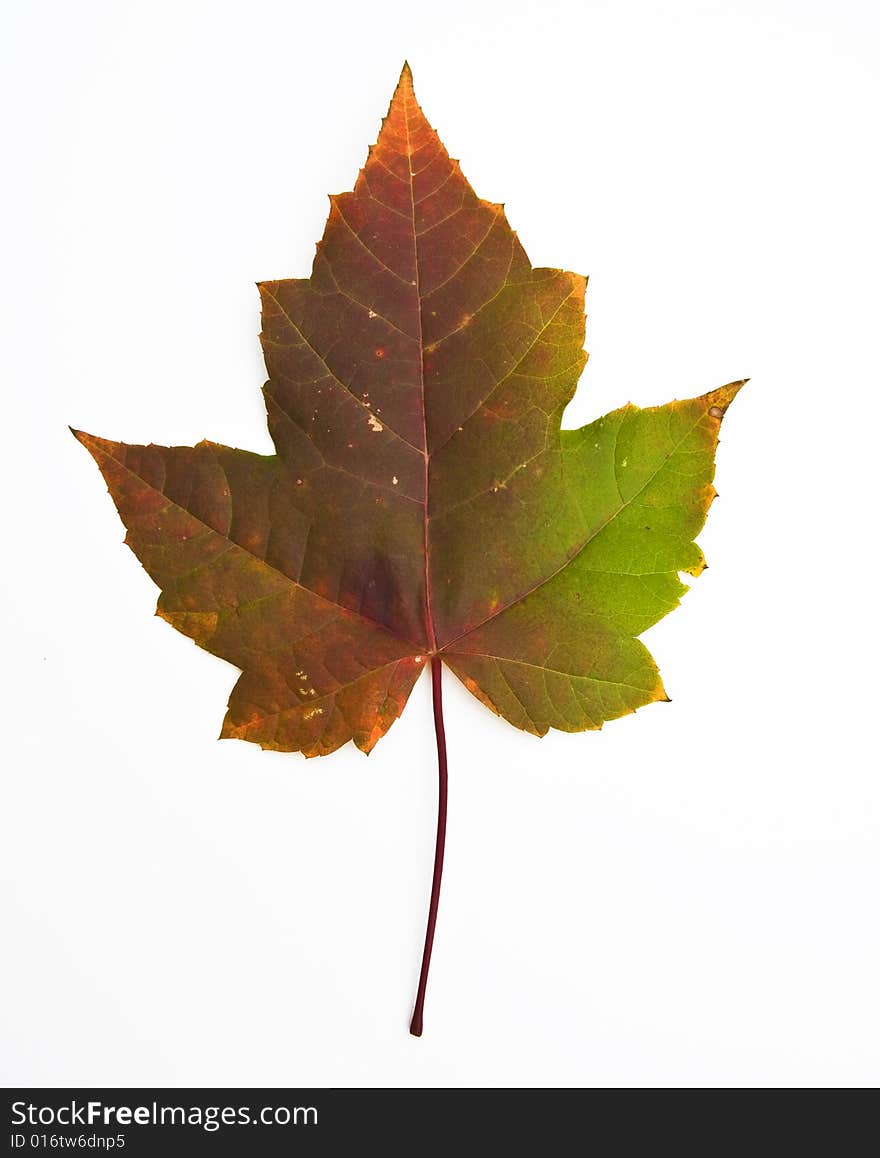 A view of a maple leaf on white background