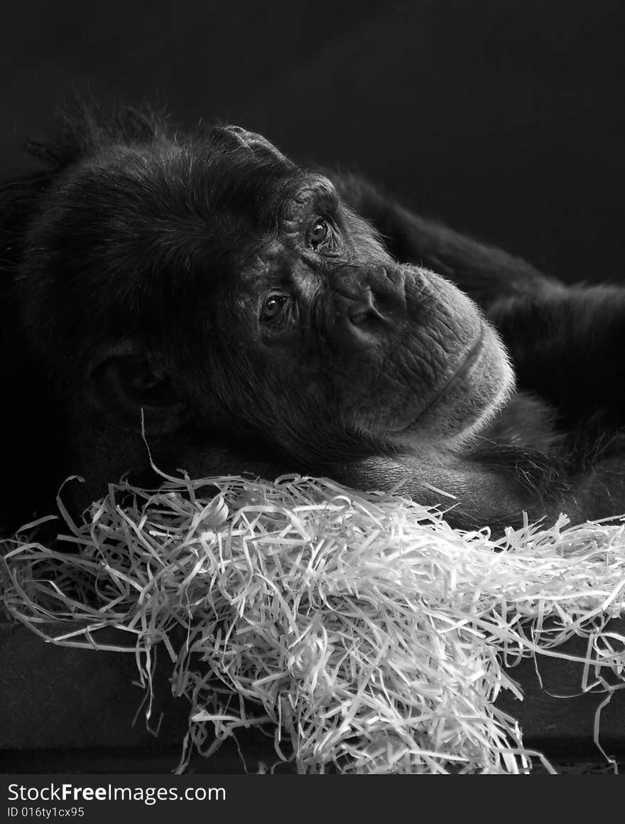 Old chimpanzee releaxing on straw bedding. Old chimpanzee releaxing on straw bedding