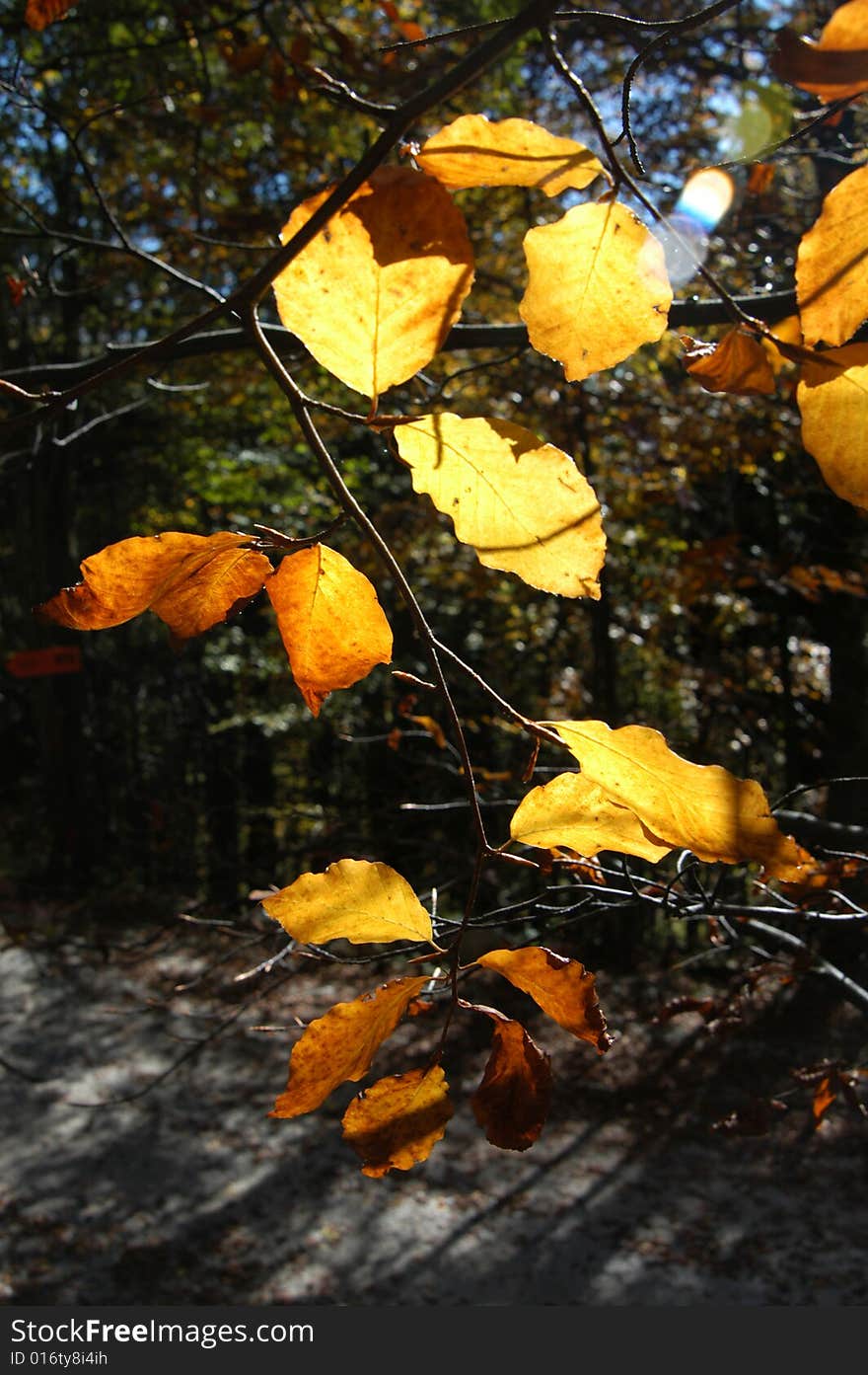 Yellow Leaves In Autumn