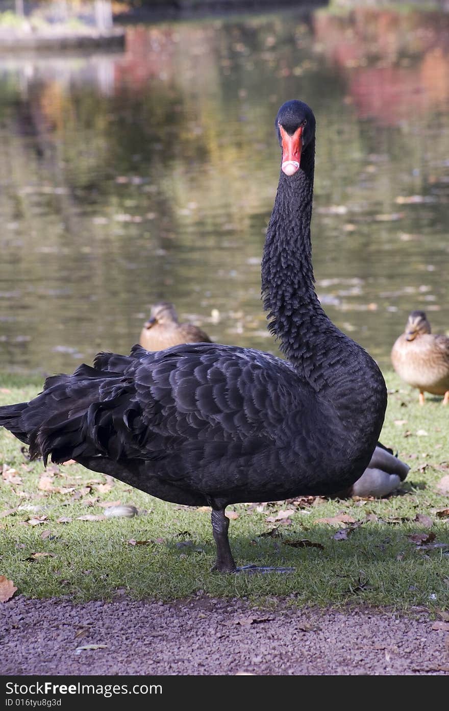 A black swan at the lake