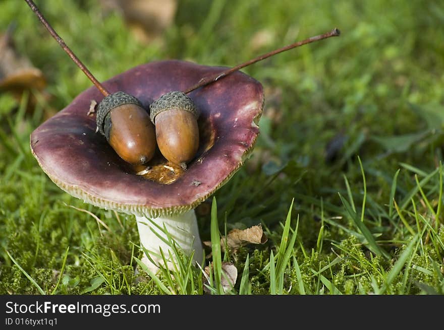 Nuts on the autumn autumn. Nuts on the autumn autumn