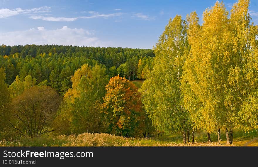 Vivid colors autumn landscape. shallow dof. Vivid colors autumn landscape. shallow dof