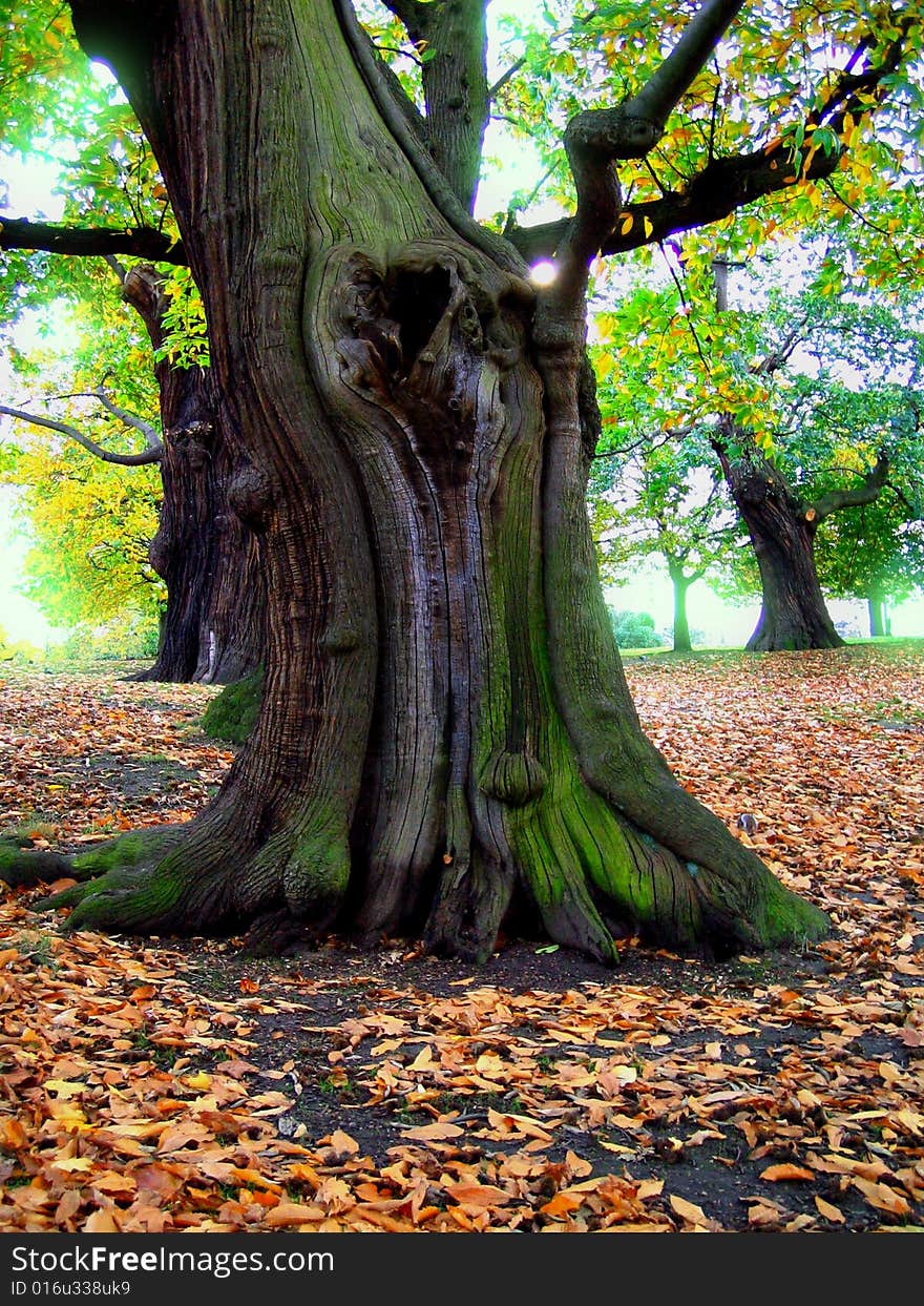 Autumn in Greenwhich Park London