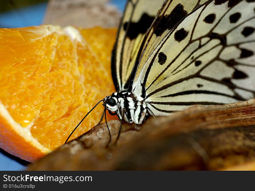 Butterfly on Fruit