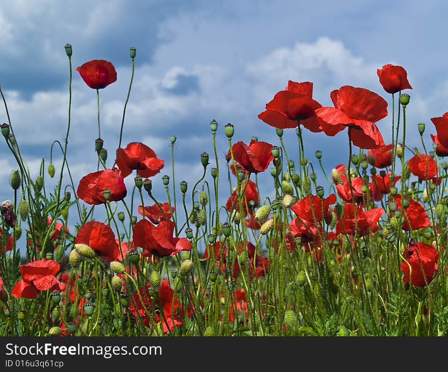 Poppies