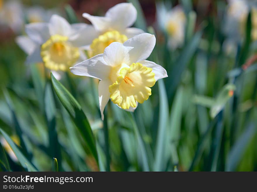 Narcissus with opened flower. Spring.