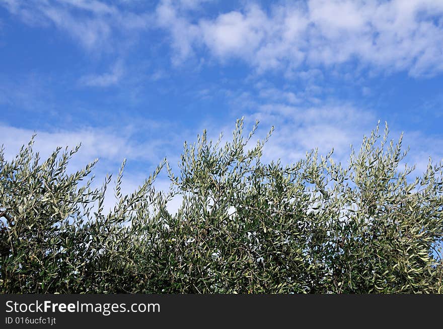 Olive trees symbol of peace towards an azure sky with little clouds. Olive trees symbol of peace towards an azure sky with little clouds