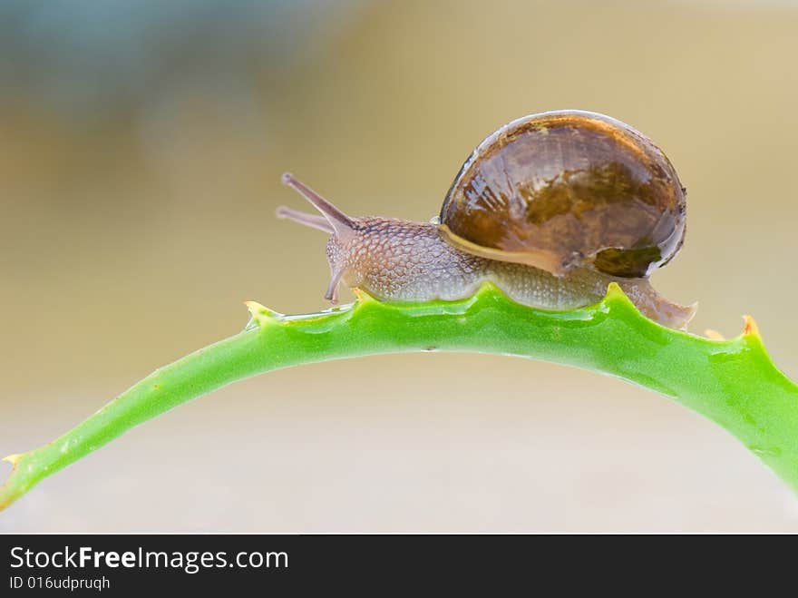 Common garden snail on leaves of aloe