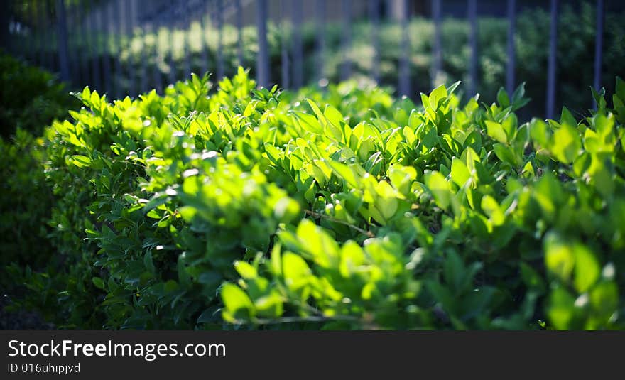 Green leaves against the wall