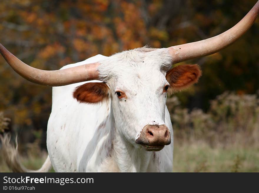 A curious white bull looking for trouble