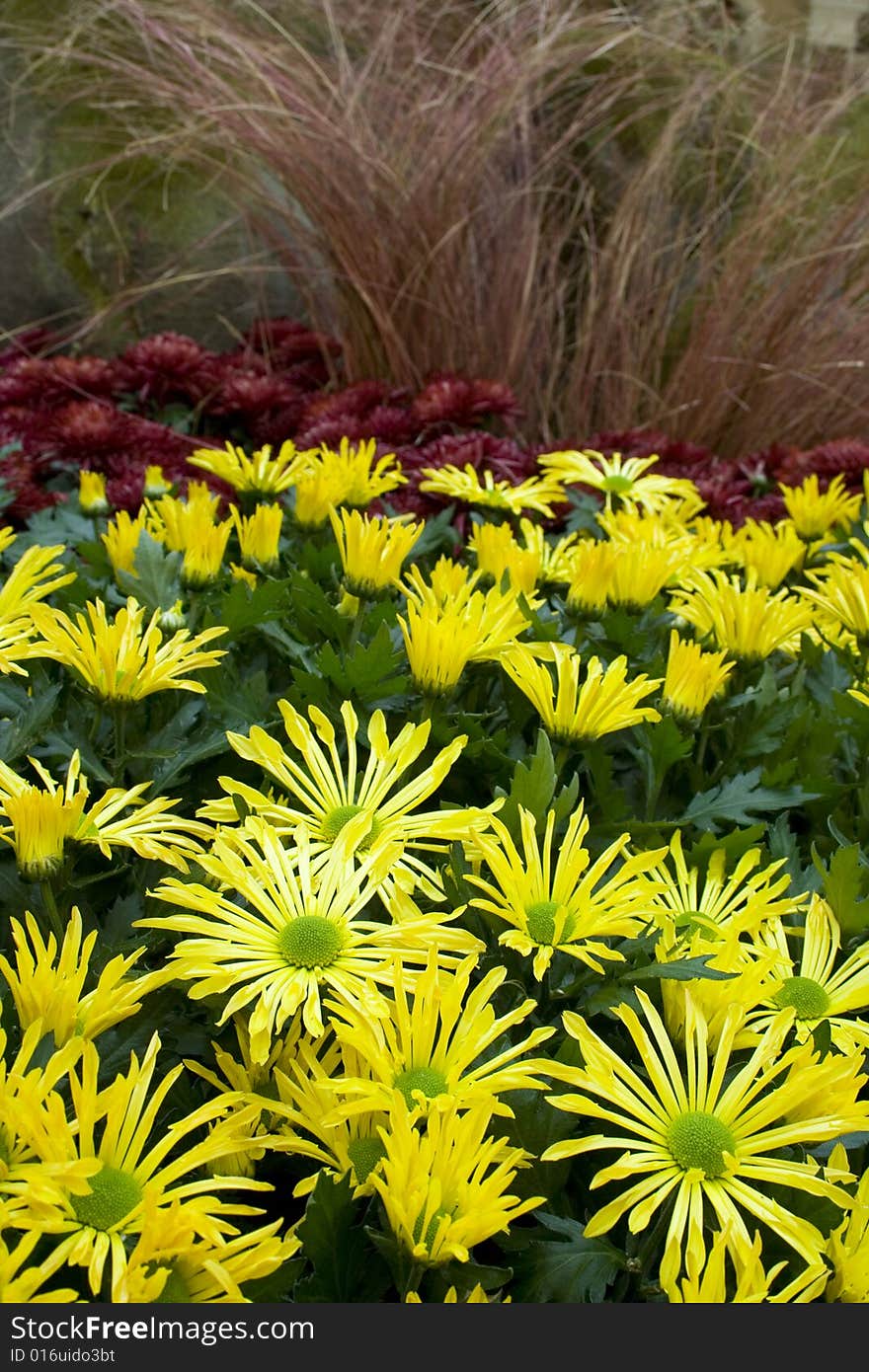 Yellow and magenta flowers in garden with focus on front. Yellow and magenta flowers in garden with focus on front