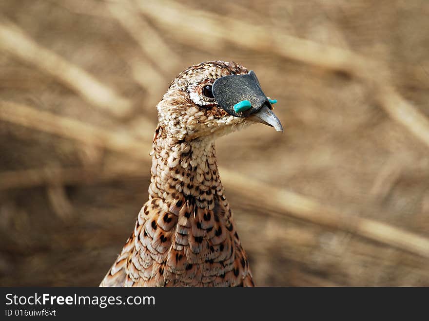 Hen Pheasant at Pheasant Valley Shooting Preserve