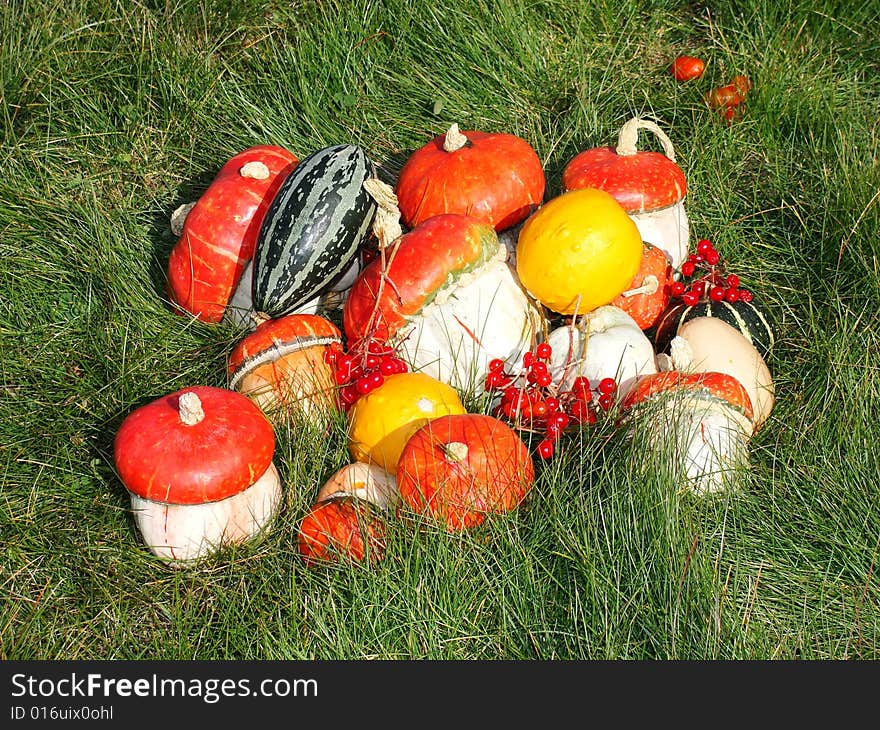 Autumn still-life, pumpkins, grass, the red berries, clear day