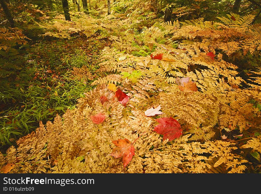 Ferns in the fall in a forest in northern Michigan.