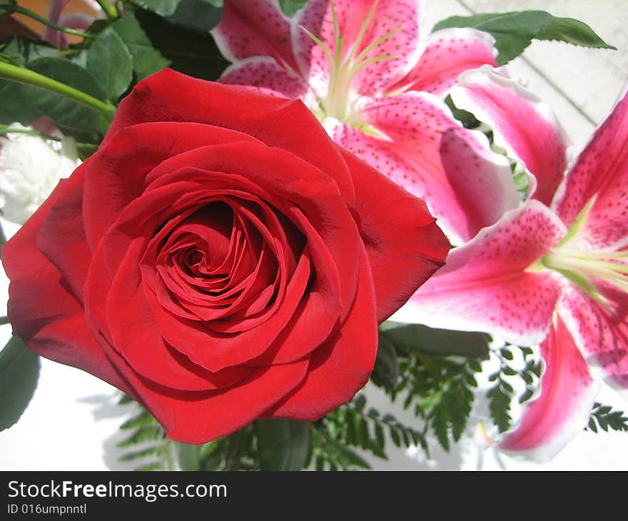 A close up of a red rose. A close up of a red rose.