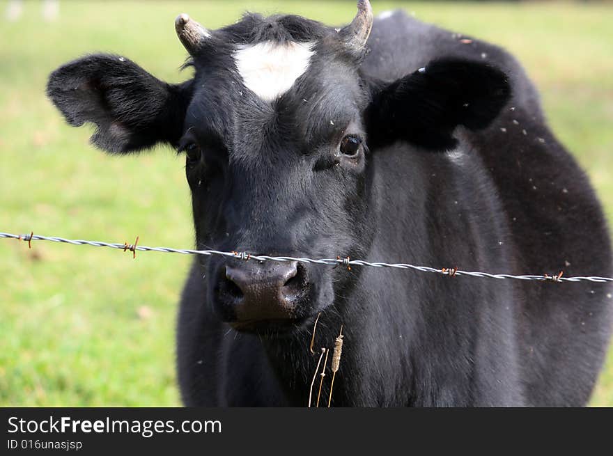 Young curious bull behind barbed wire. Young curious bull behind barbed wire