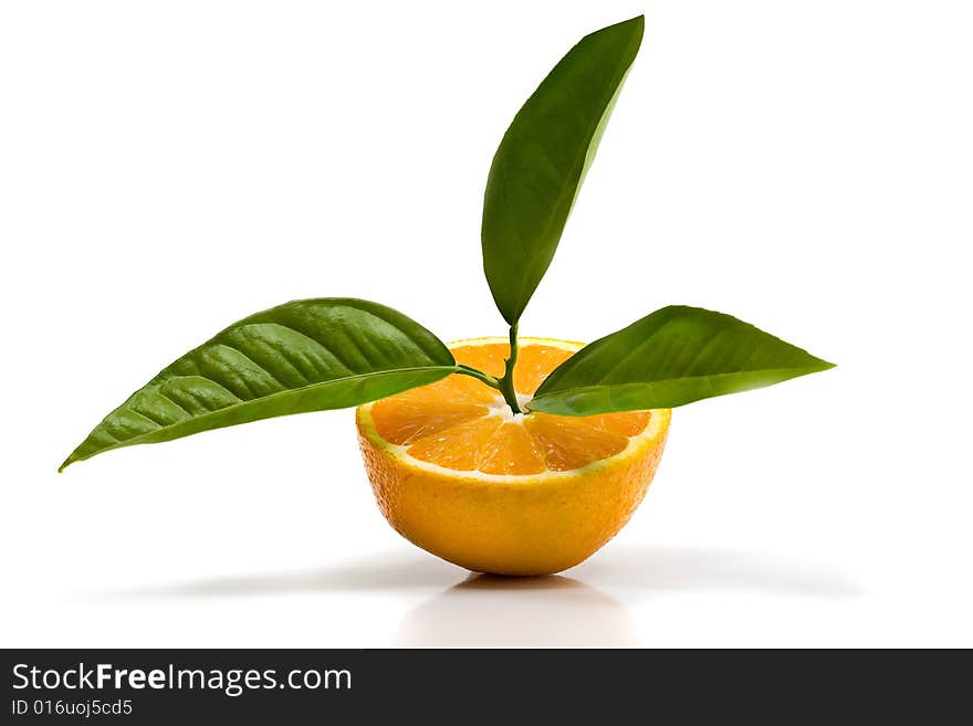 Oranges isolated on white