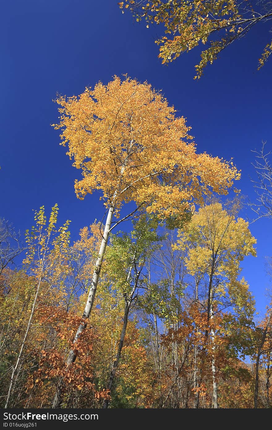 Gold Of Fall (autumn Birch With Yellow Leaves)