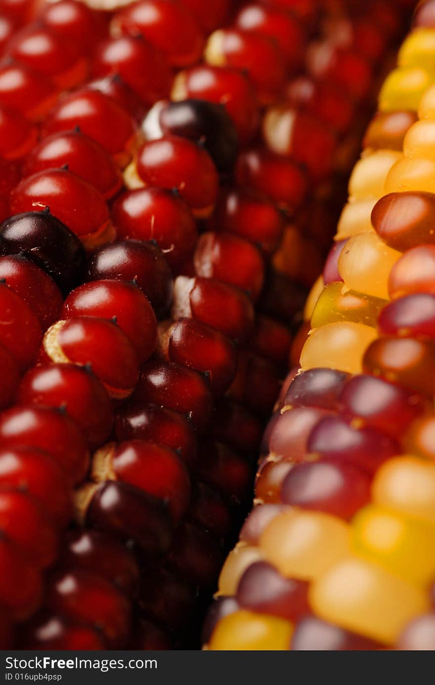 A close up shot of an ear of Indian corn, narrow depth of field.