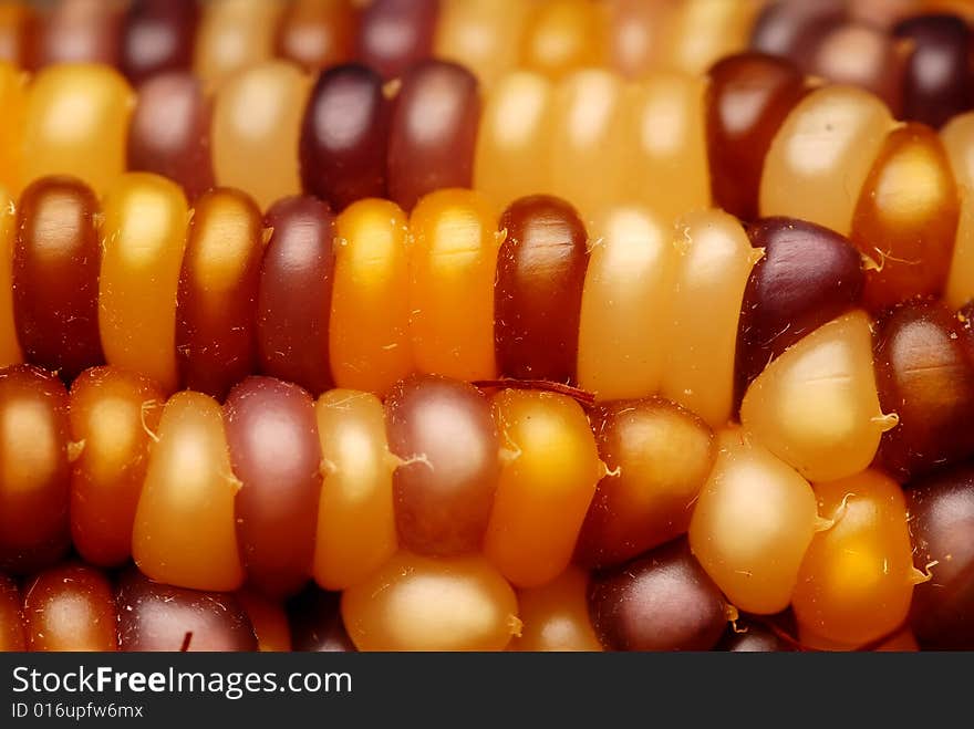 A close up shot of an ear of Indian corn, narrow depth of field.