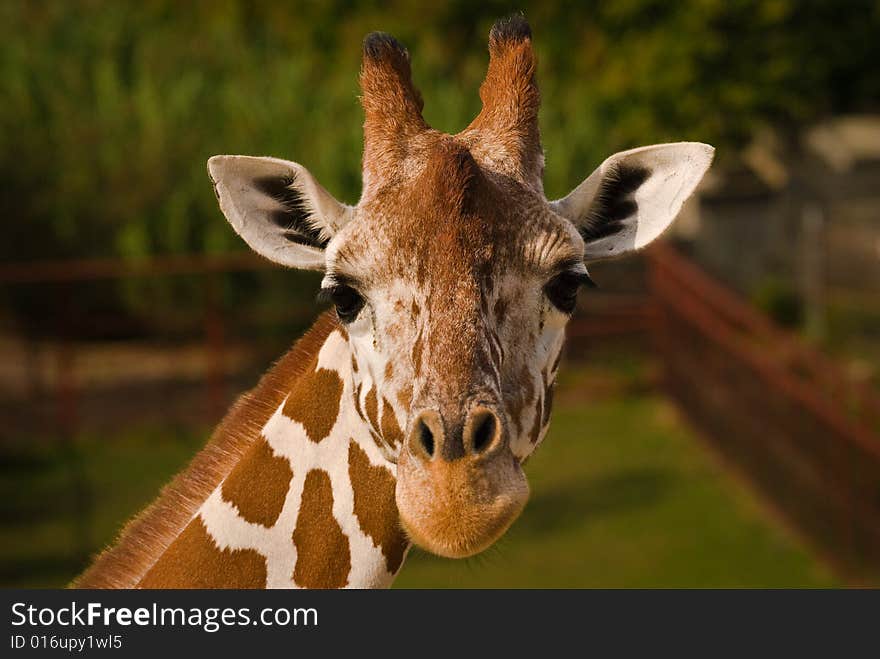 A young Giraffe at the local Zoo. A young Giraffe at the local Zoo.