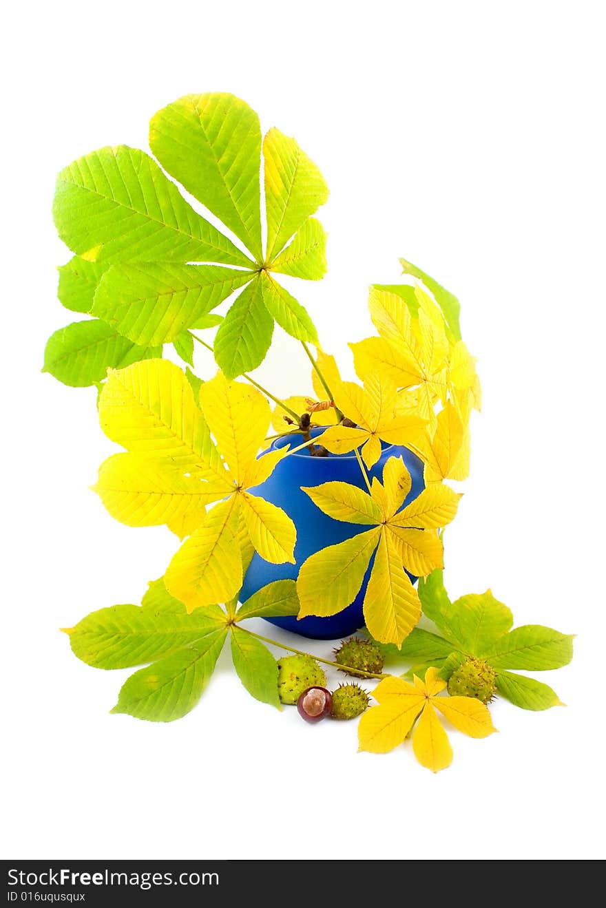 Autumn branches of chestnut with yellow leaves in dark-blue to vase and number(line) fruits of chestnut on white background