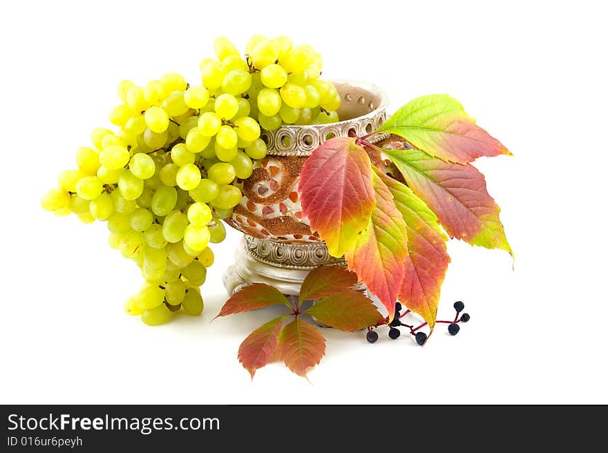 Cultural green and wild black maiden grapes in yellow ceramic vase on white background. Cultural green and wild black maiden grapes in yellow ceramic vase on white background