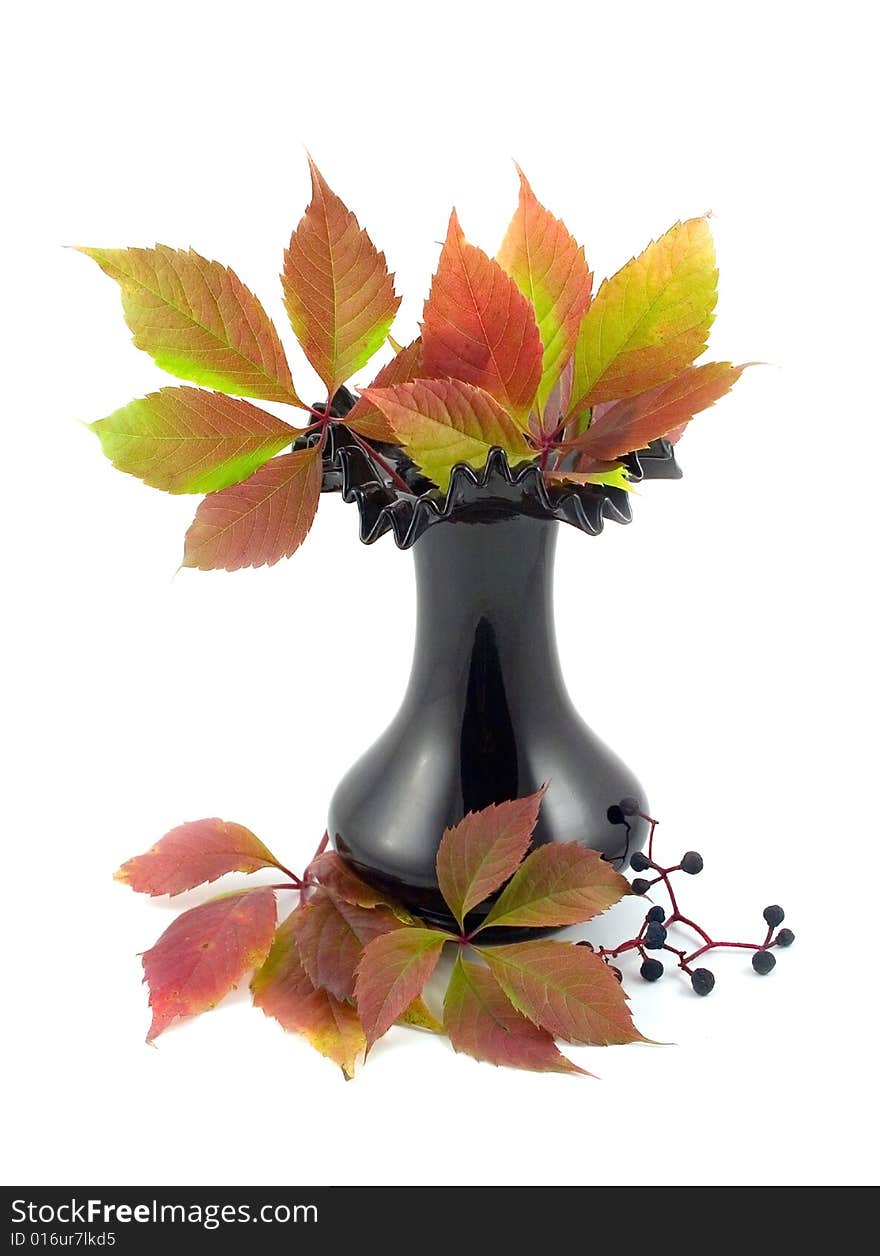 Autumn red leaves of wild twisted grapes liane with branches in black vase on white background