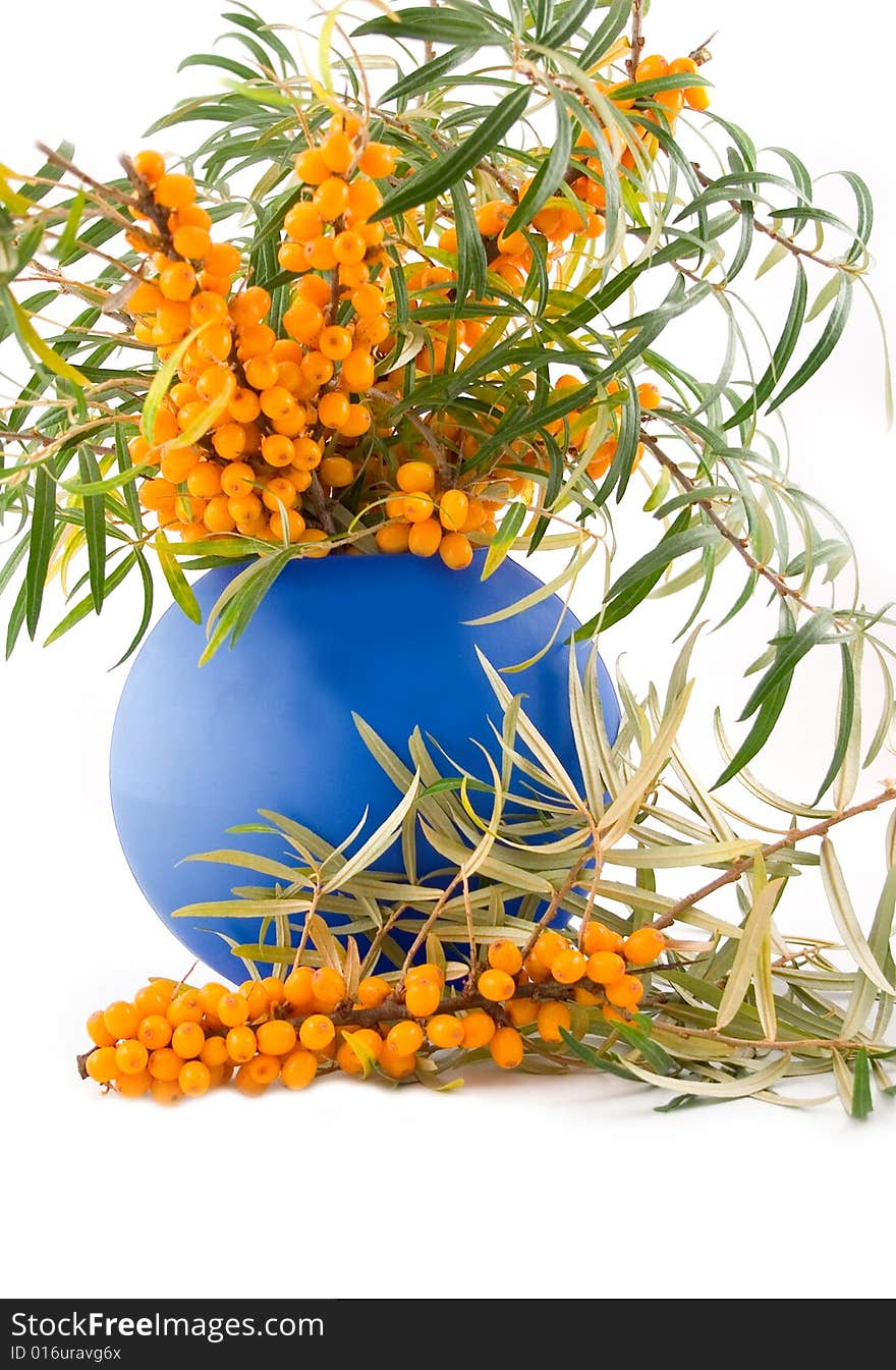 Branch of orange curative medical and beautiful buckthorn berries in dark-blue to vase on white background