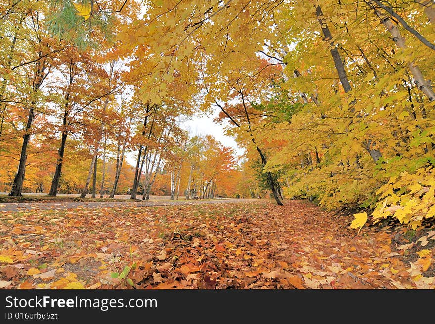 Fall Foliage