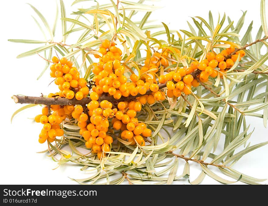 Branch of buckthorn berries with berries curative medicinal medical on white background. Branch of buckthorn berries with berries curative medicinal medical on white background