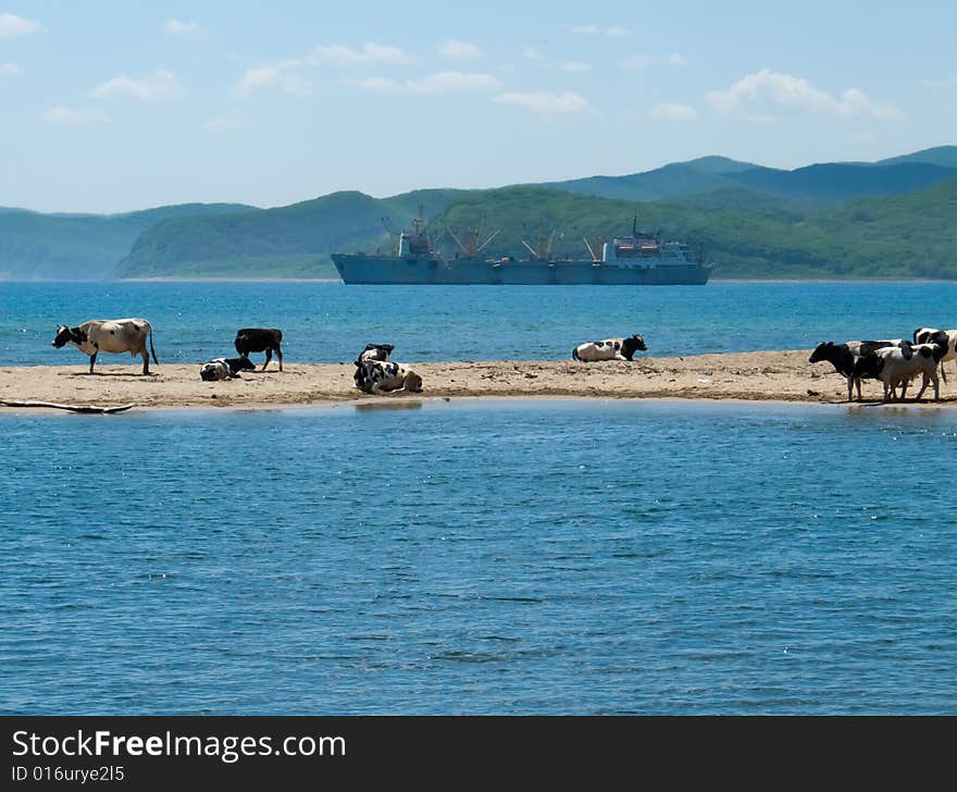 A flock of cows on narrow tongue sand among sea. On background is big ship. Sunny day, summer. Russian Far East, Primorye, Japanese sea. A flock of cows on narrow tongue sand among sea. On background is big ship. Sunny day, summer. Russian Far East, Primorye, Japanese sea.