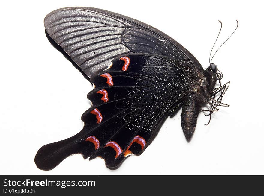 Isolated butterfly side view on white